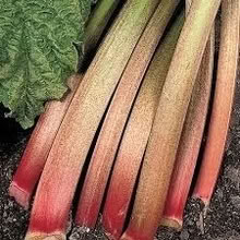 Photo of free Rhubarb Victoria hardy perennial (Tunbridge Wells S. TN2) #1