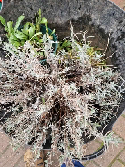 Photo of free Plants (Gracemount EH16) #2