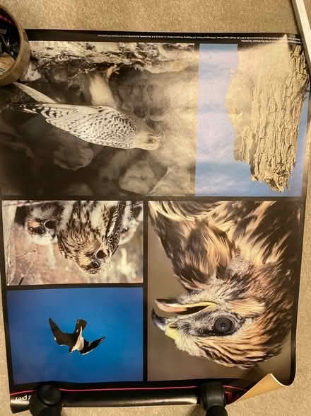 Photo of free Posters, arctic wild life, BAD BOYS film poster, mexico ‘8 6 (Headington OX3) #3