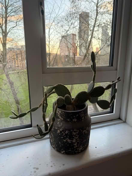 Photo of free Cactus (Se11 5hw) #1