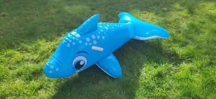 Photo of free Daphne the Dolphin (Hertford SG14) #1