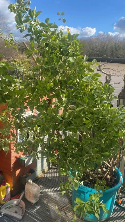 Photo of free Plant/ shrub (Chingford E4) #2