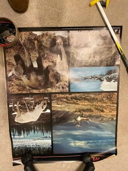 Photo of free Posters, arctic wild life, BAD BOYS film poster, mexico ‘8 6 (Headington OX3) #4