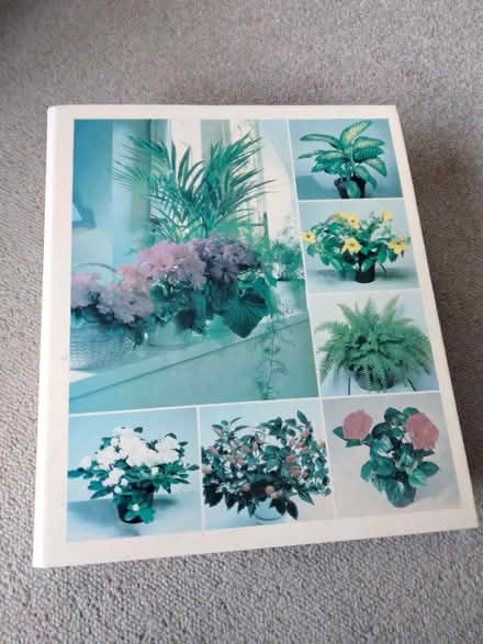 Photo of free Success with house plants (West Moors BH22) #3