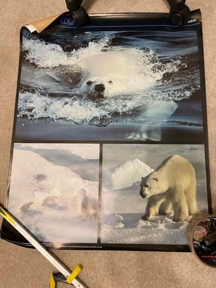 Photo of free Posters, arctic wild life, BAD BOYS film poster, mexico ‘8 6 (Headington OX3) #2