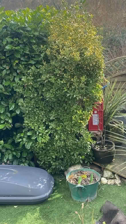 Photo of free Plant/ shrub (Chingford E4) #1