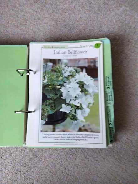Photo of free Success with house plants (West Moors BH22) #1