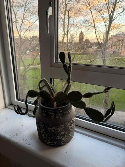 Photo of free Cactus (Se11 5hw) #2