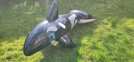 Photo of free Oscar the Orca (Hertford SG14) #1