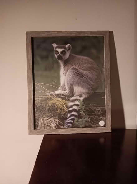 Photo of free Framed picture of Ringtail (West San Jose) #1