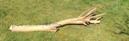 Photo of free Branch approx 5' long (West Hitchin SG5) #1
