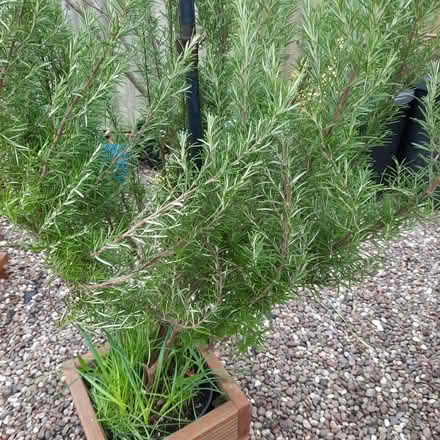 Photo of free Rosemary (Southport PR9) #1