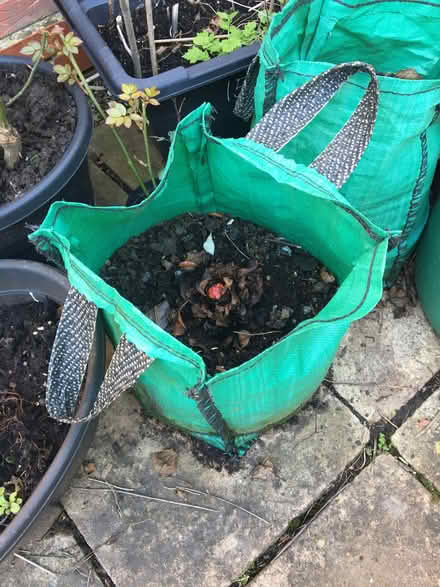 Photo of free Rhubarb plant (Radbrook Green SY3) #1