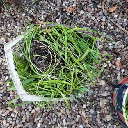Photo of free Allium bulbs (Southport PR9) #1