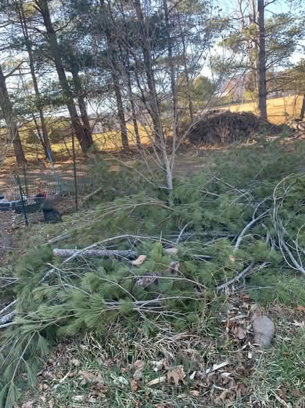 Photo of free Lots of downed pines= wood (Swoope Va) #1