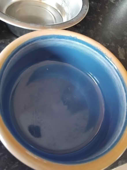 Photo of free Used cat bowls (GU34 Medstead) #3