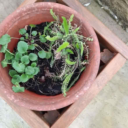Photo of free Yarrow (achillea) and another plant ?what . (Southport PR9) #1