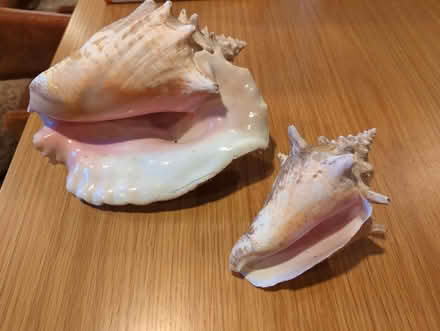 Photo of free 2 conch shells (Hill East) #1