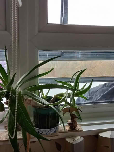 Photo of free Plants (Collyhurst M40) #3