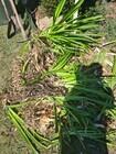 Photo of free Purple Agapanthus Plants - Uriarra Village #1