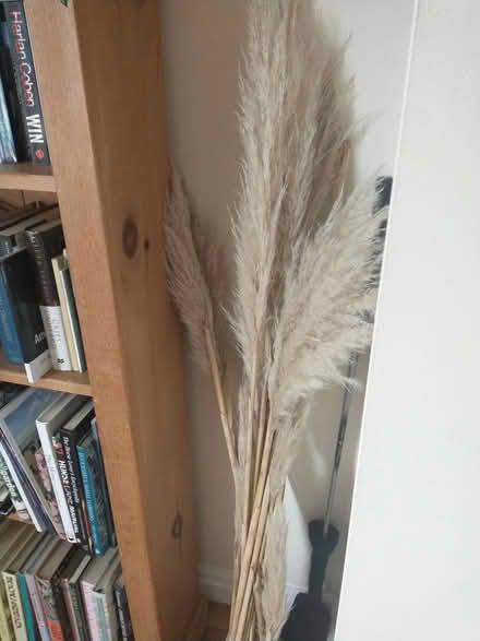 Photo of free Pampas Grass (Saughall Road CH1) #1