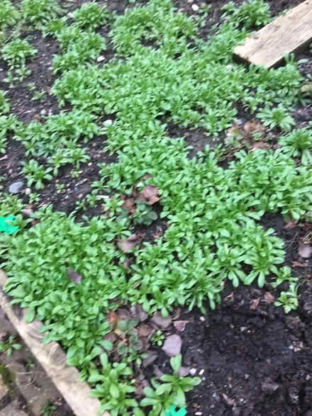 Photo of free forget- me- not seedlings (Dean Row SK9) #1