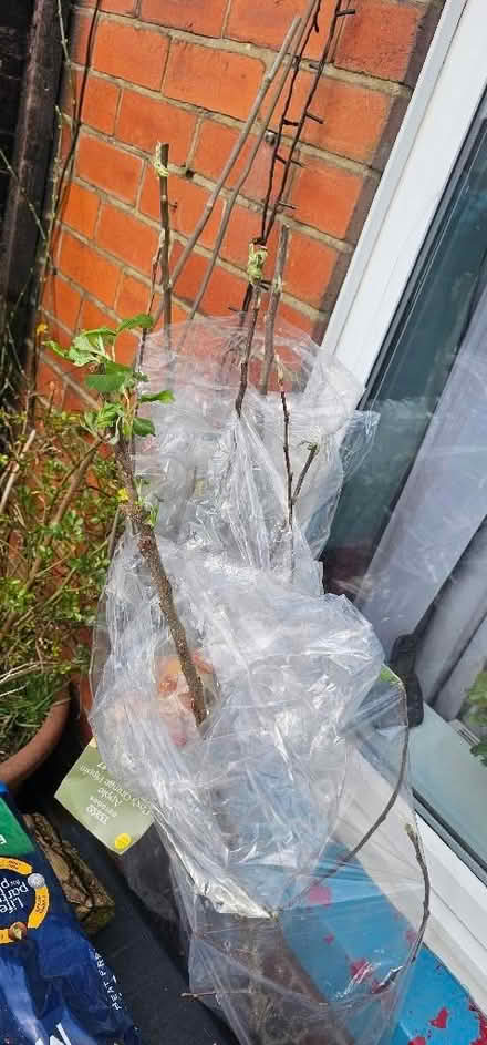 Photo of free 4 apple trees (Abbey Hulton ST2) #3