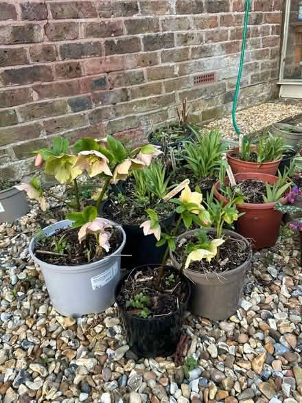 Photo of free Plants (The Folders Lane Estate RH15) #2