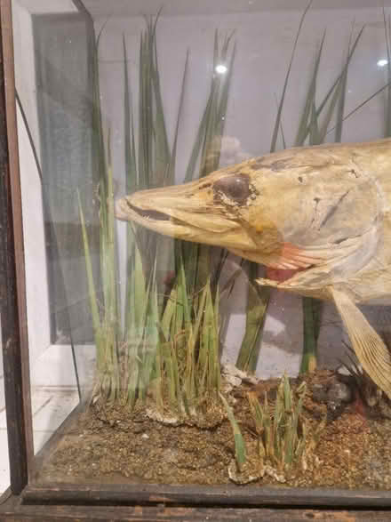 Photo of free Taxidermy pike (EN3) #2