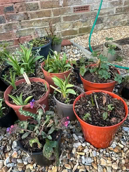 Photo of free Plants (The Folders Lane Estate RH15) #1