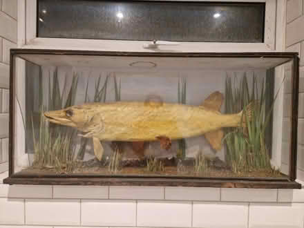 Photo of free Taxidermy pike (EN3) #1