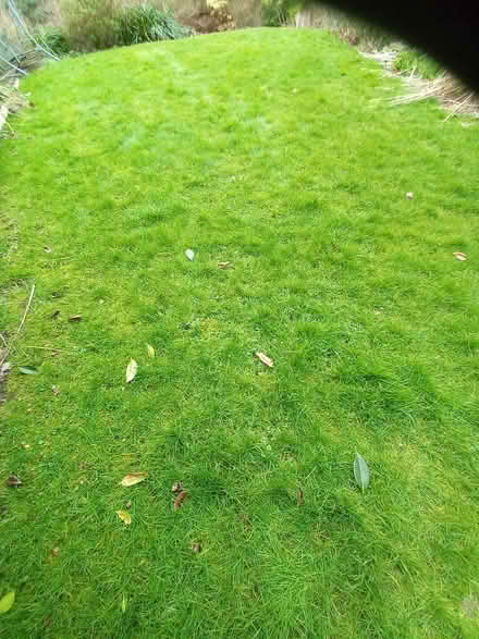 Photo of free turf (Knighton LD7) #1