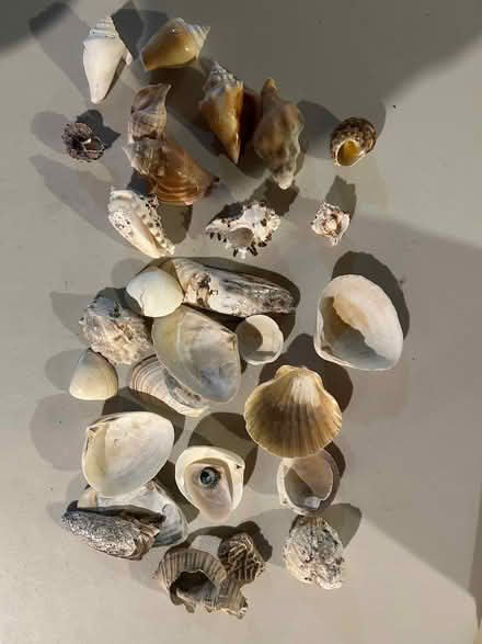 Photo of free Sea Shells (Indian Trail and Eola) #1