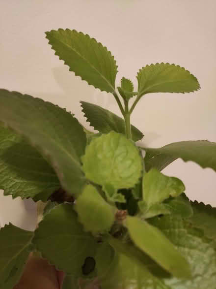 Photo of free Mexican oregano cuttings (Bromham Road MK40) #1