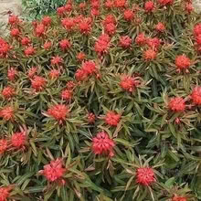 Photo of free Euphorbia Griffithi 'Fireglow' (Cefnsuran Farm LD7) #1