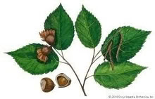 Photo of free Small Hazelnut Trees (Orgreave S13) #1