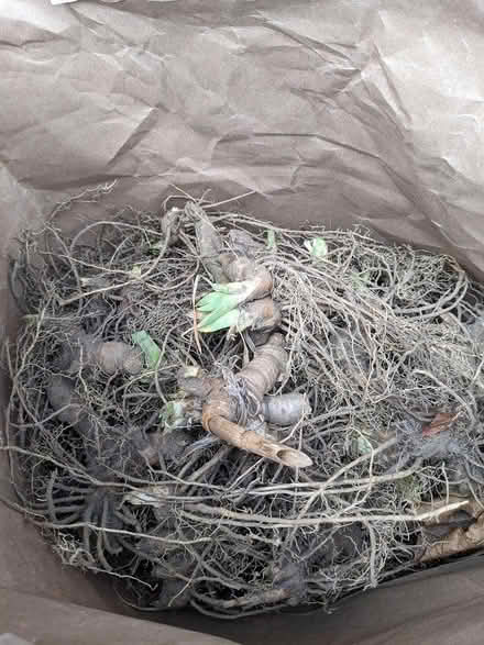 Photo of free Iris Rhizomes (bulbs) (Belford, N.J.) #1