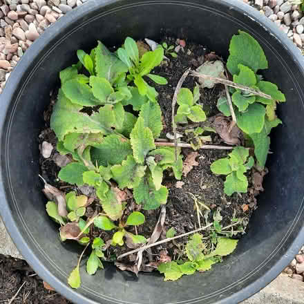 Photo of free Plants (Southport PR9) #1