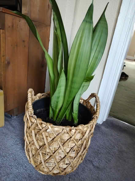 Photo of free Large Snake Plant (Odenton) #1