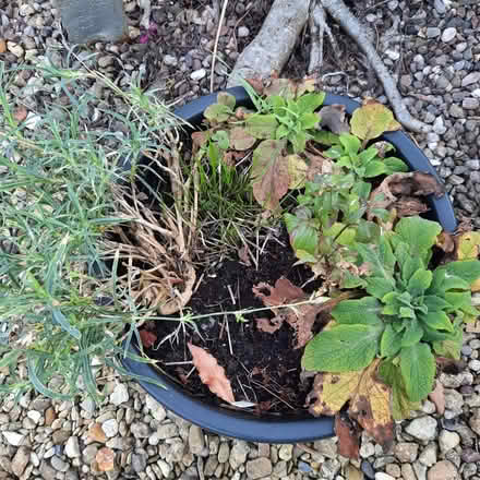 Photo of free Plants (Southport PR9) #2