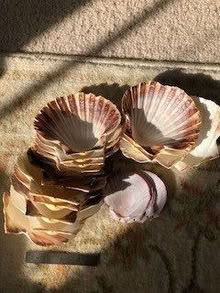 Photo of free scallop shells (New Marston OX3) #1