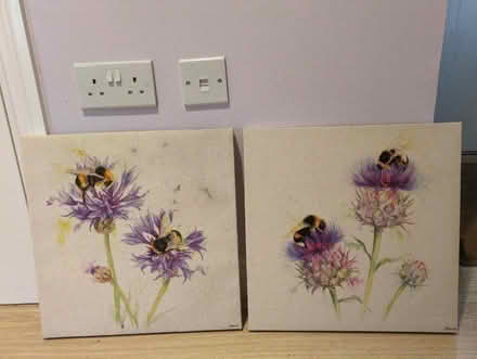 Photo of free 2 canvas prints bees (Hucclecote Meadows GL3) #1