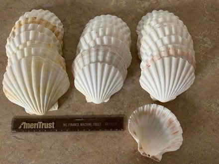 Photo of free Scallop Shells (Sagamore Hills/northfield) #1