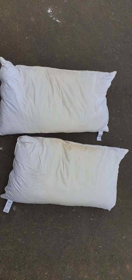 Photo of free Two feather pillows, (Bradford on Avon BA15) #1