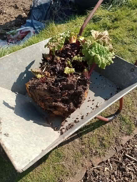 Photo of free Rhubarb crown (Lower Earley RG6) #1
