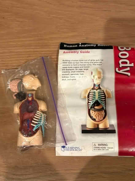 Photo of free Small human anatomy model (94087) #1