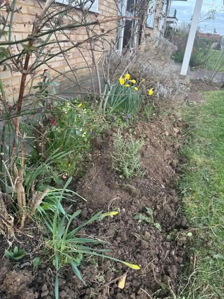 Photo of Rosemary, Lavender, Herbs,Rose (Hitchin SG4) #1