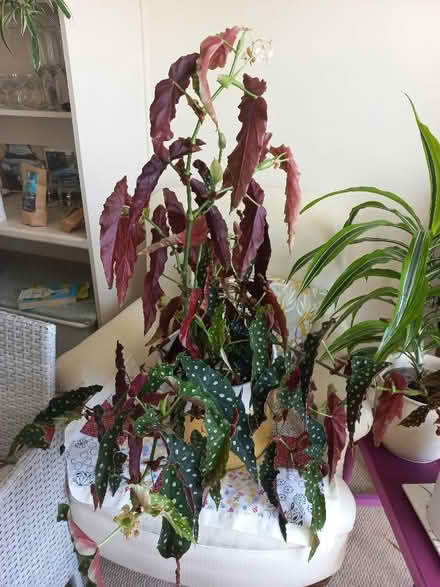 Photo of free Indoor plant (Lower Tadmarton OX15) #1