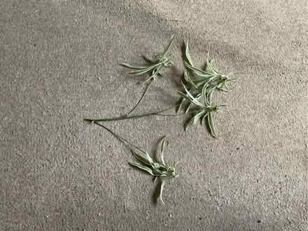 Photo of free Spider Plant Plantlets (Walker NE6) #1