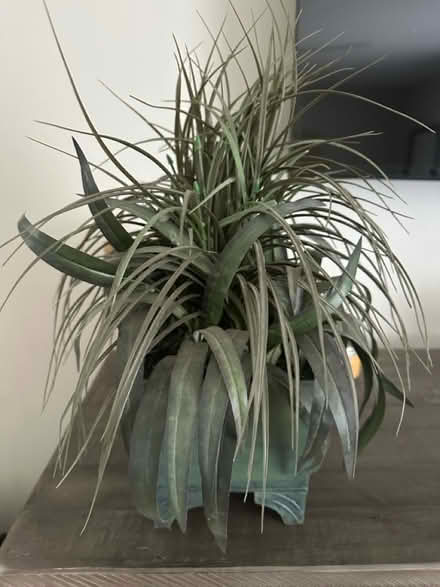 Photo of free Fake plant (Horace Mann Melrose) #1